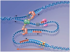 DNA replication complex at the replication fork