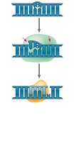 Nucleotide excision repair step 2