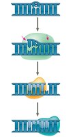 Nucleotide excision repair step 3