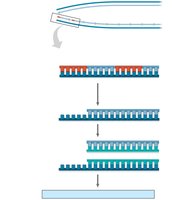 Shortening of DNA molecules after replication