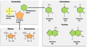 Nucleotide structure and nitrogenous bases