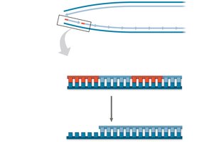 Removal of primers and replacement with DNA at chromosome ends