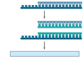 Further rounds of replication and telomere shortening