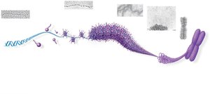 Levels of DNA packing in eukaryotic chromosomes