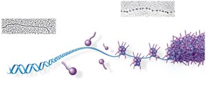 DNA double helix and nucleosome structure