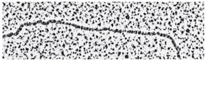 DNA double helix