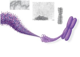 Higher-order chromatin structure