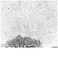 Looped domains and scaffold