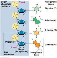 DNA polymer structure with sugar-phosphate backbone and bases