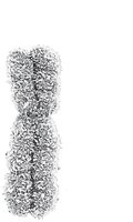Chromatid structure