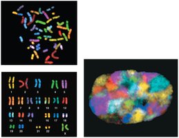 Chromosome territories in the nucleus