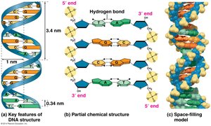 Key features of DNA double helix structure