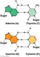 Complementary base pairing in DNA