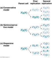 Models of DNA replication: conservative, semiconservative, dispersive