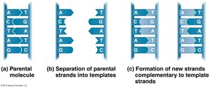 Base pairing during DNA replication