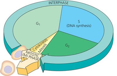 General Biology Study Guide: Cell Cycle & Mitosis Explained | Notes