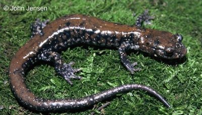 Lungless salamander, example organism for IBD studies