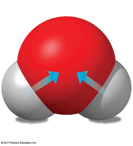 Space-filling model of a water molecule showing partial charges