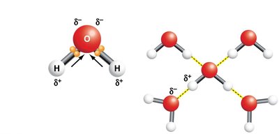 Hydrogen bonds between water molecules