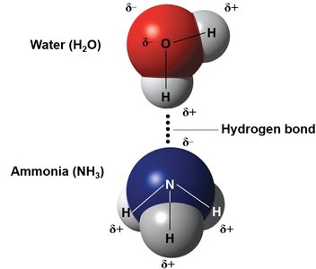 Space-filling model showing hydrogen bonds between water molecules