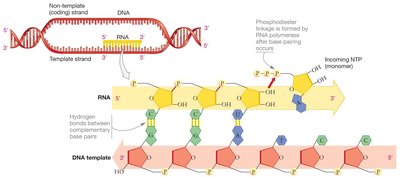 Diagram of transcription showing template and coding strands, RNA synthesis, and NTP addition