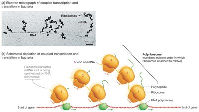Diagram of coupled transcription and translation in bacteria with polyribosomes