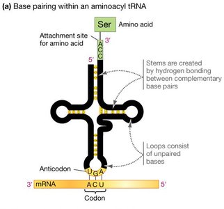 Base pairing within an aminoacyl tRNA