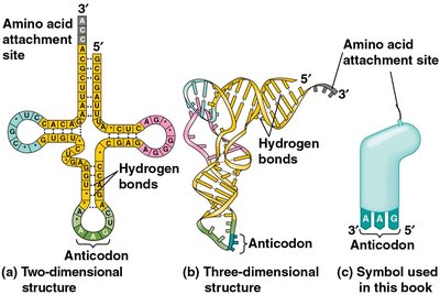 Two- and three-dimensional structures of tRNA