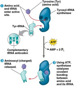 Charging of tRNA by aminoacyl-tRNA synthetase using ATP