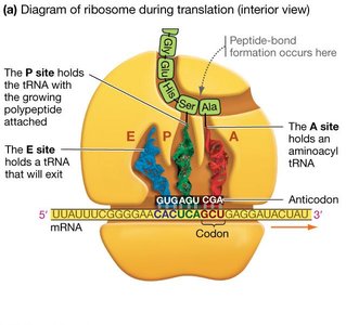 Diagram of ribosome with A, P, and E sites