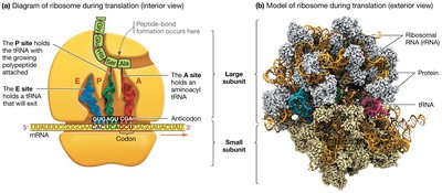 Ribosome structure showing subunits and tRNA binding sites