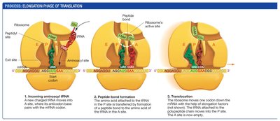 Initiation of translation in bacteria