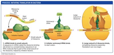 Elongation phase of translation