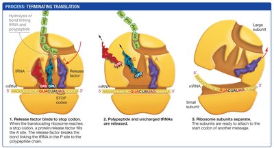 Termination of translation and release of polypeptide