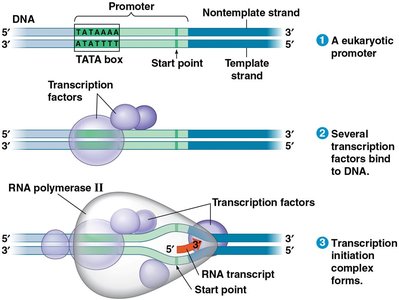 Eukaryotic transcription initiation with TATA box and transcription factors