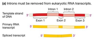 Diagram showing removal of introns and joining of exons during RNA splicing