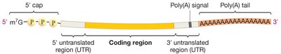 Diagram of mature mRNA with 5' cap, coding region, and poly(A) tail