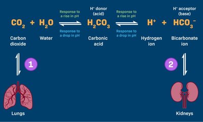Bicarbonate buffer system in blood
