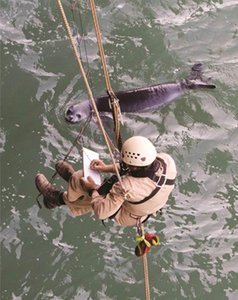 Biologist observing a seal in the field