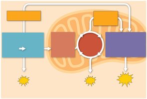 Stages of cellular respiration