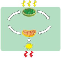 Photosynthesis and cellular respiration cycle