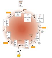 Citric acid cycle diagram
