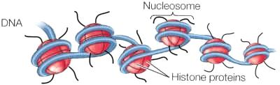 Nucleosome structure with DNA wrapped around histone proteins