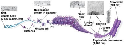 Levels of chromatin packing from DNA double helix to replicated chromosome