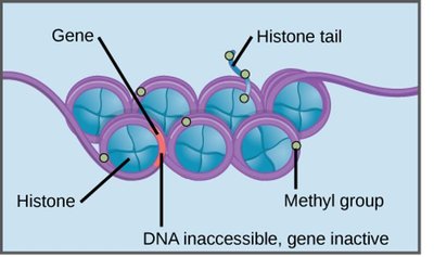 Chromatin structure showing methylation and gene inactivity