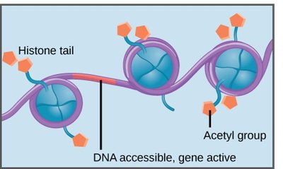 Histone acetylation and gene activation