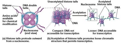 Diagram showing acetylation of histone tails and its effect on chromatin structure
