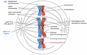 Diagram of homologous chromosomes during meiosis showing crossing over at chiasmata
