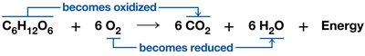 Redox reaction in cellular respiration