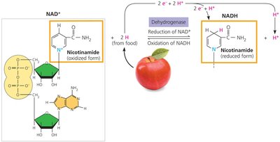 NAD+ and NADH as electron carriers
